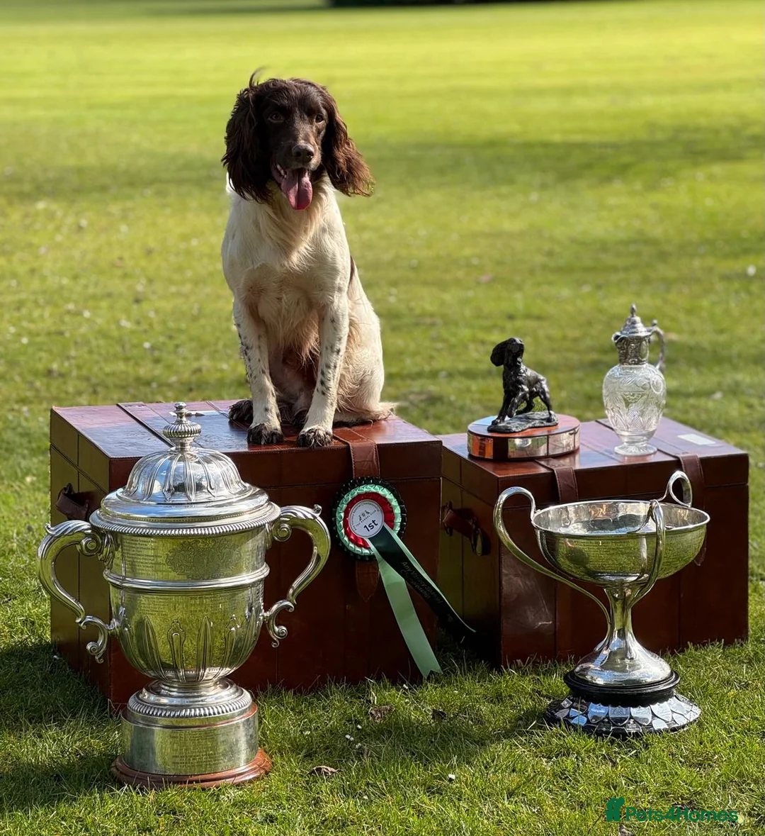 English Springer Spaniel dogs for stud: CHAMPIONSHIP WINNER 2025,ROSEBAY BLUE,HEALTHTESTED in Bristol - Advert 17