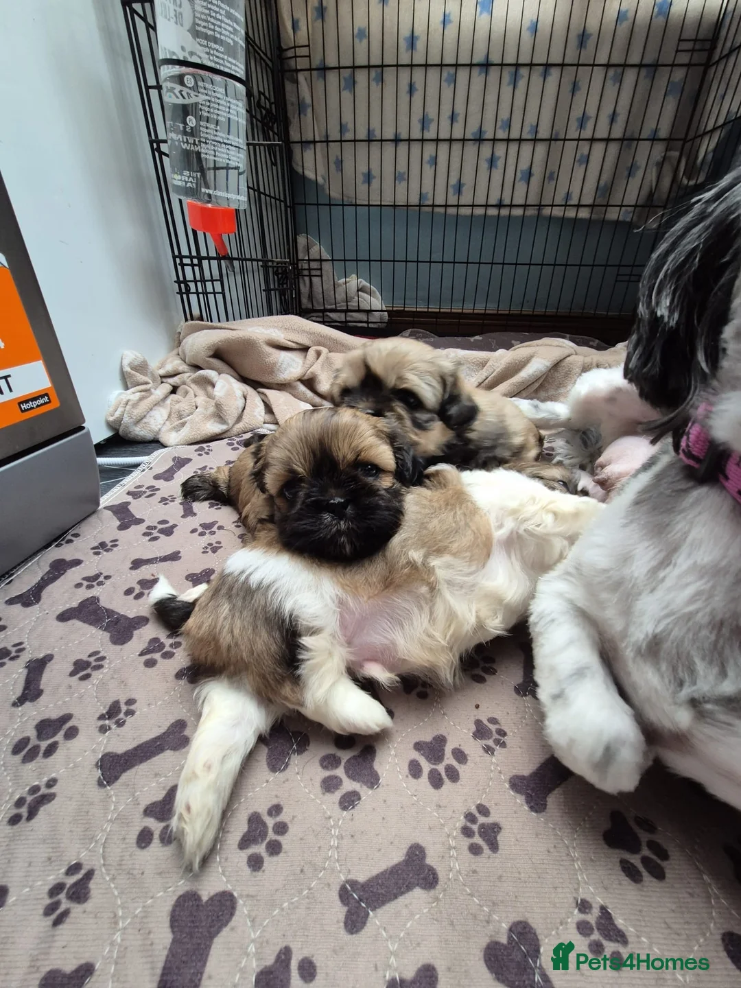 Shih Tzu dogs for sale: Shih Tzu puppies - Advert 6
