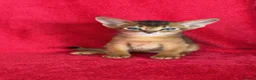 Abyssinian cats for sale: Beautiful GCCF Registered Abyssinian Kittens 💙❤️ - Advert 15