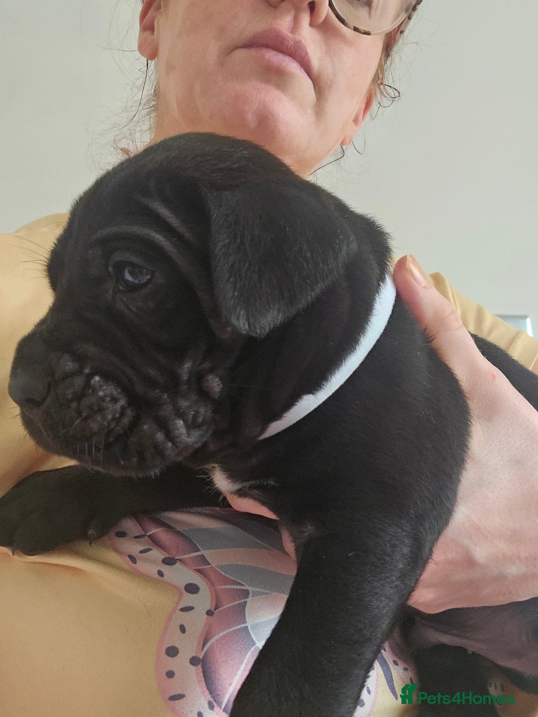 Cane Corso dogs for sale: Cane corsos  in Whitehaven - Image 9