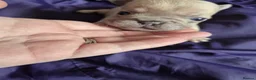French Bulldog dogs for sale: French Bulldog Puppies in Nelson - Advert 30
