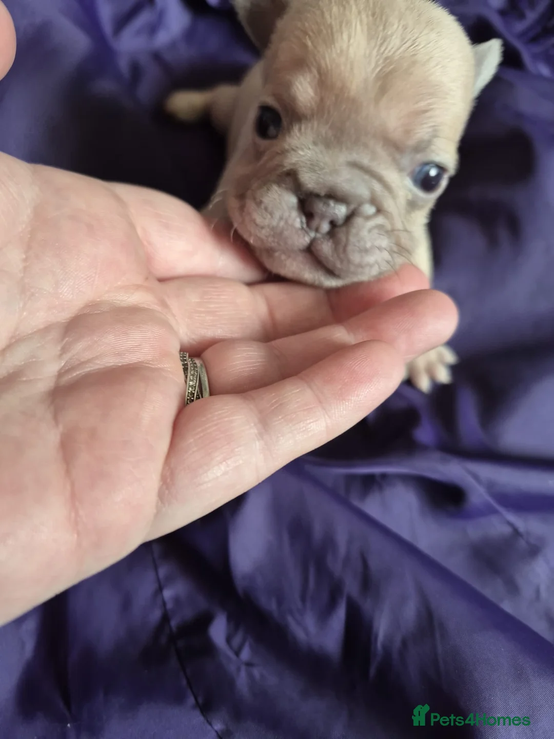 French Bulldog dogs for sale: French Bulldog Puppies in Nelson - Advert 30