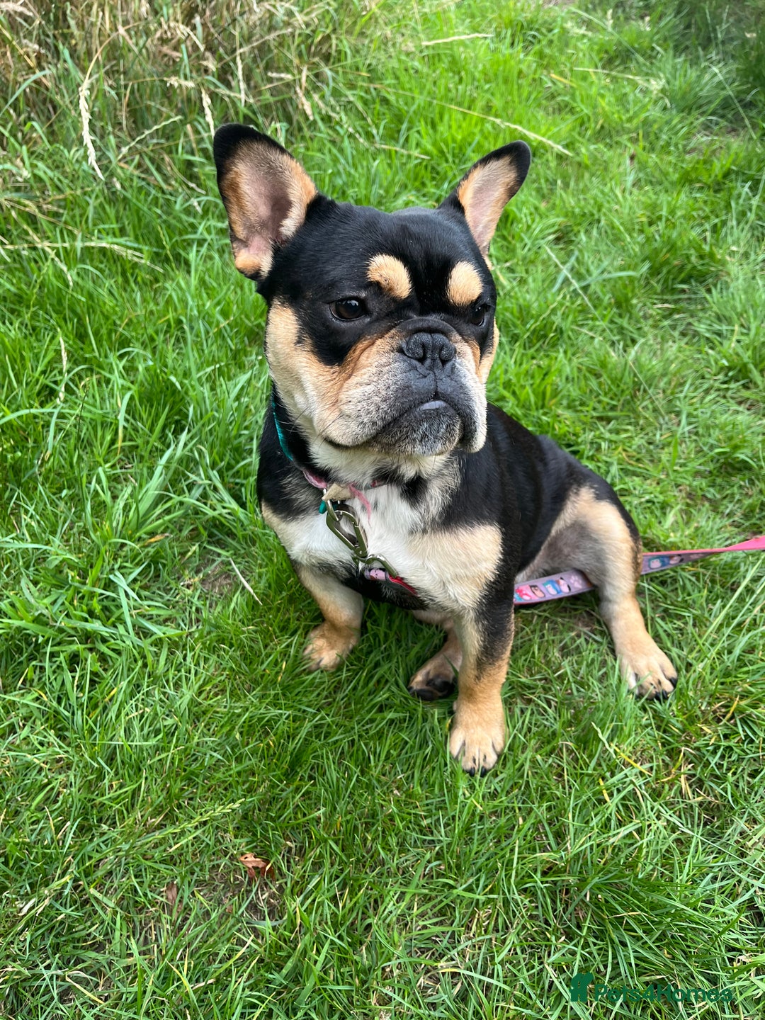 Mixed Breed dogs for sale: Koda the French/English bulldog cross - Image 4