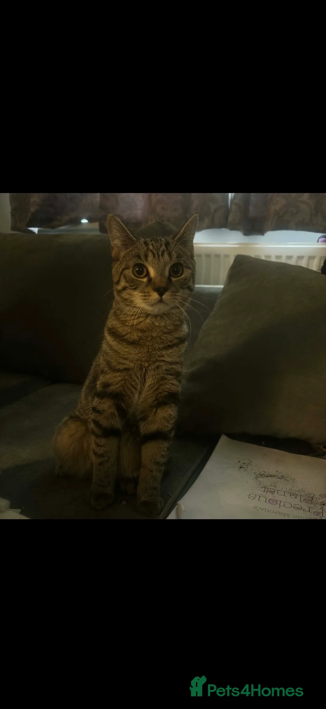 Mixed Breed cats for sale: 3 Beautiful Tabby Month Old Kittens  in Halesowen - Advert 2
