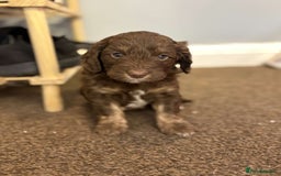 Cockapoo dogs for sale: Stunning F1 Cocapoos - Image 2