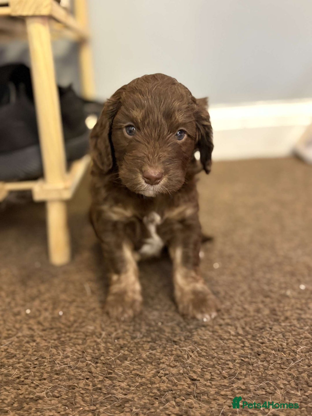 Cockapoo dogs for sale: Stunning F1 Cocapoos - Image 2