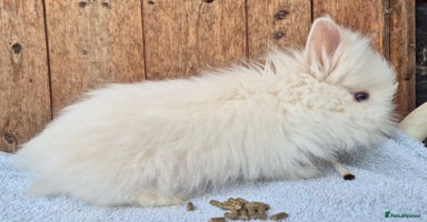 Lionhead rabbits - Advert 1