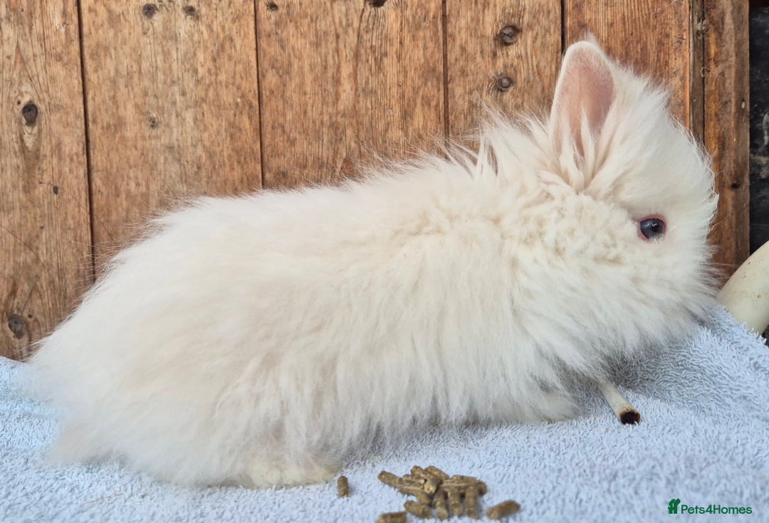 Lionhead rabbits for sale: Lion head babys ready now  - Image 3