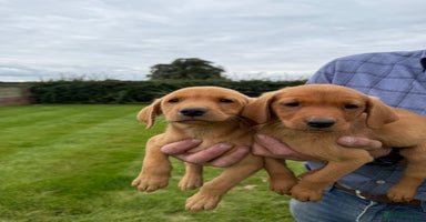 Labrador Retriever dogs - Advert 14