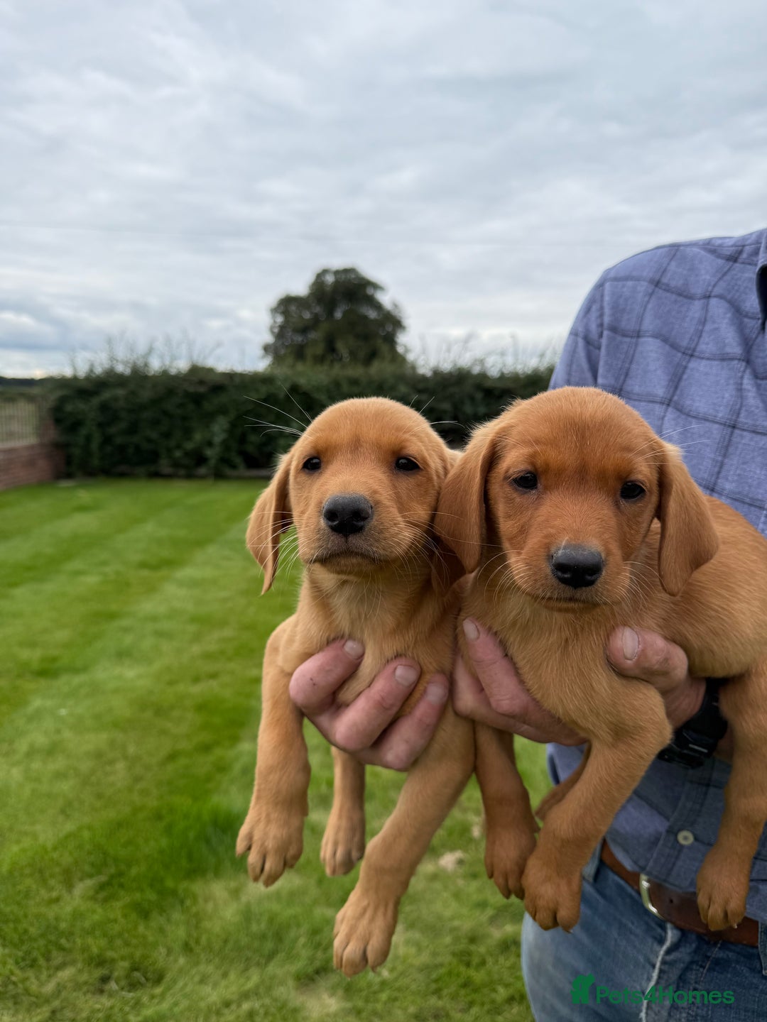 Labrador Retriever dogs for sale: Beautiful Fox Red Labrador Puppies For Sale - Image 3