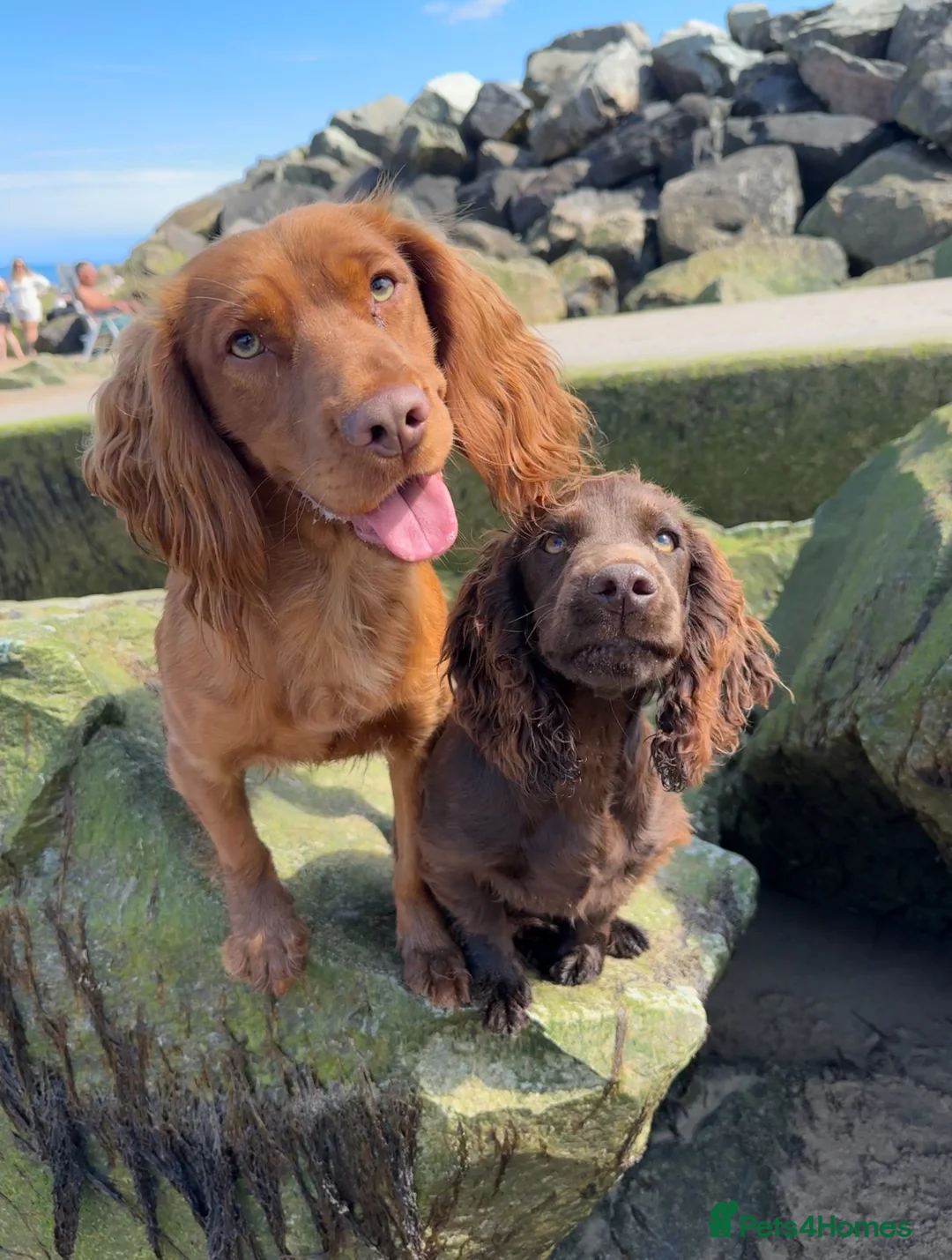 Cocker Spaniel dogs for stud: *Goofy* Standing at STUD only in Barnsley - Advert 10