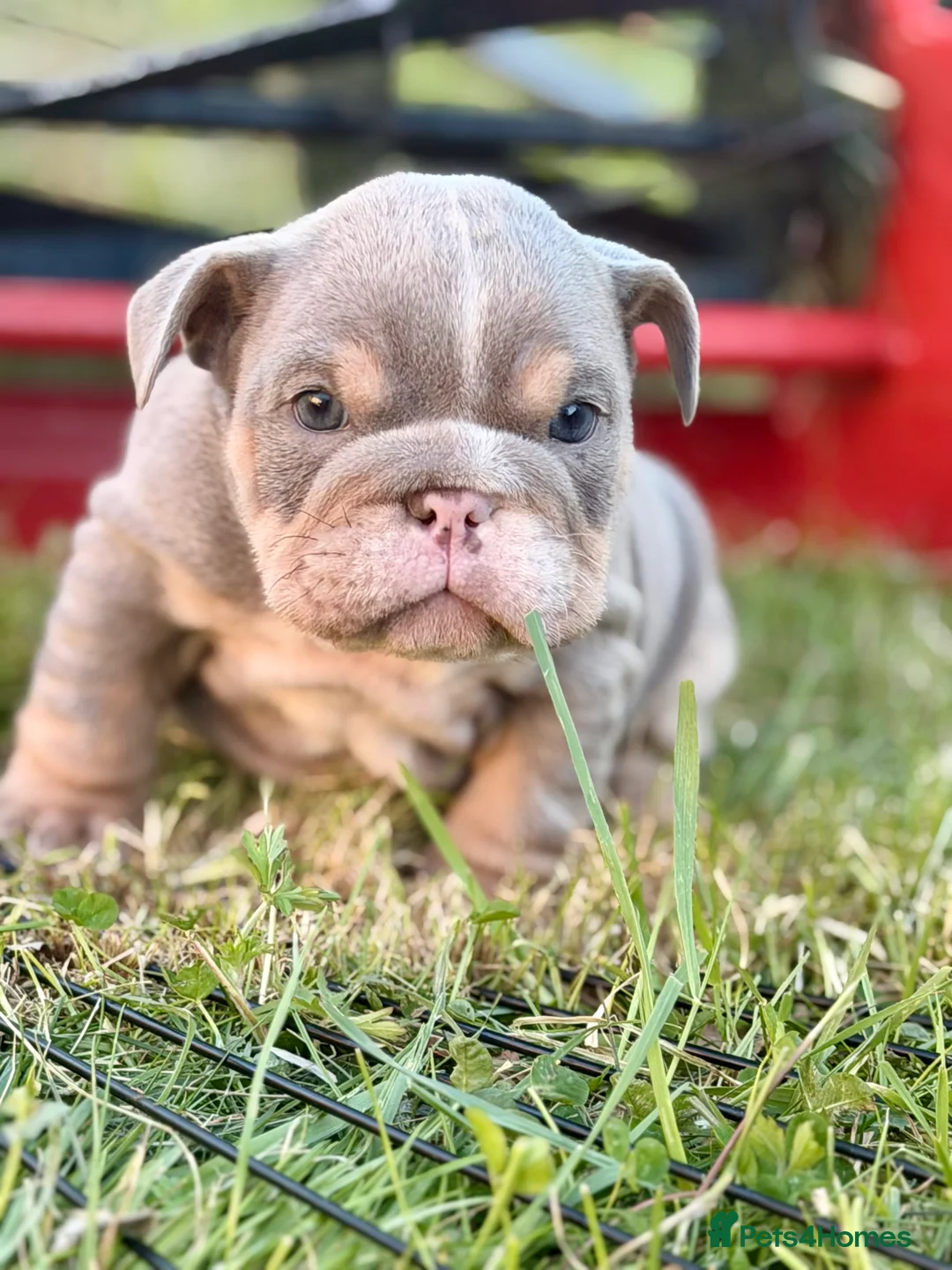 English Bulldog dogs for sale: 1 LEFT VACCINATED + READY TO LEAVE BRITISH BULLDOG - Advert 21