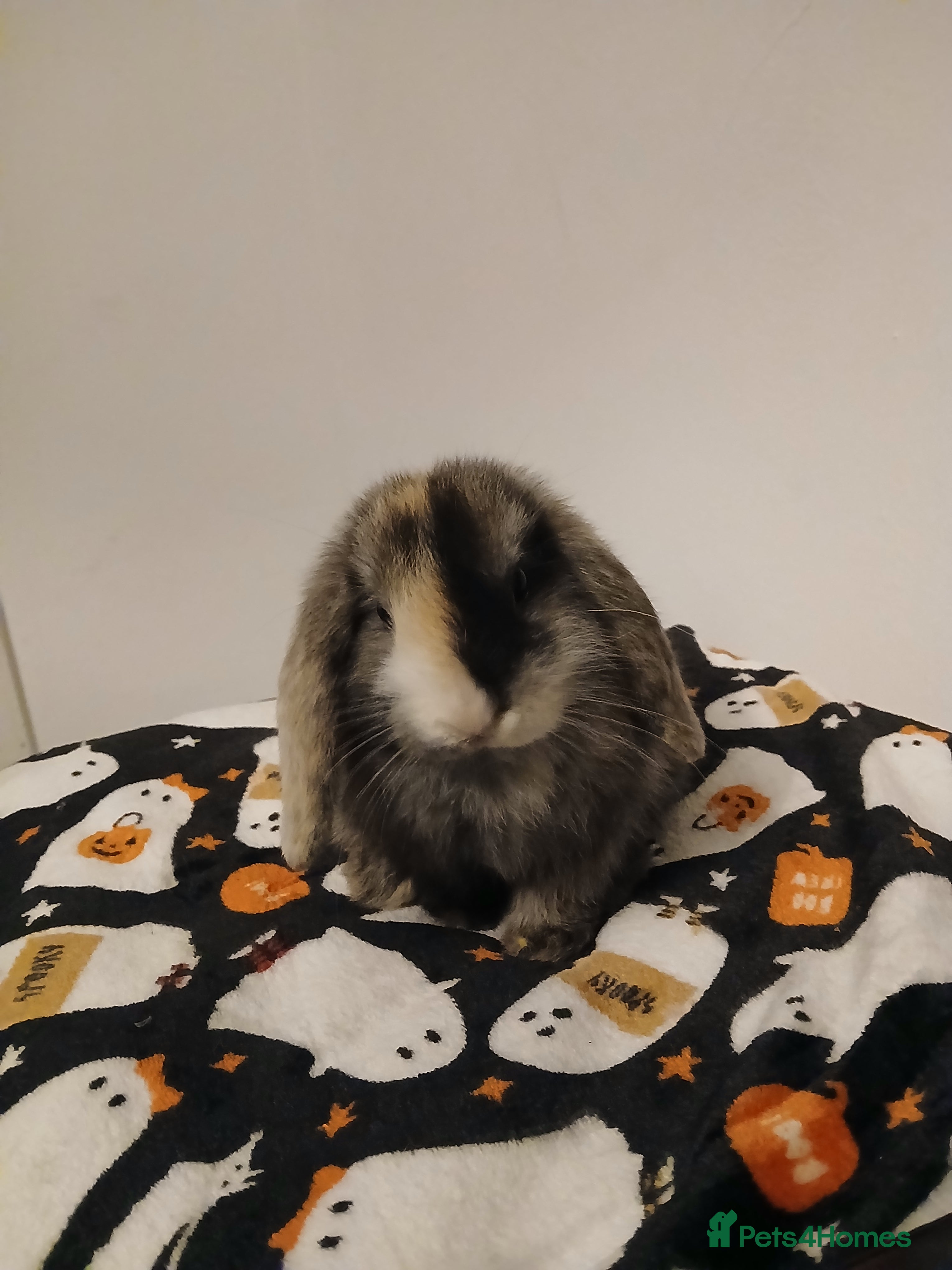 Mini Lop rabbits Harlequin male mini lop - Advert 3