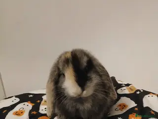 Mini Lop rabbits Harlequin male mini lop - Advert 3