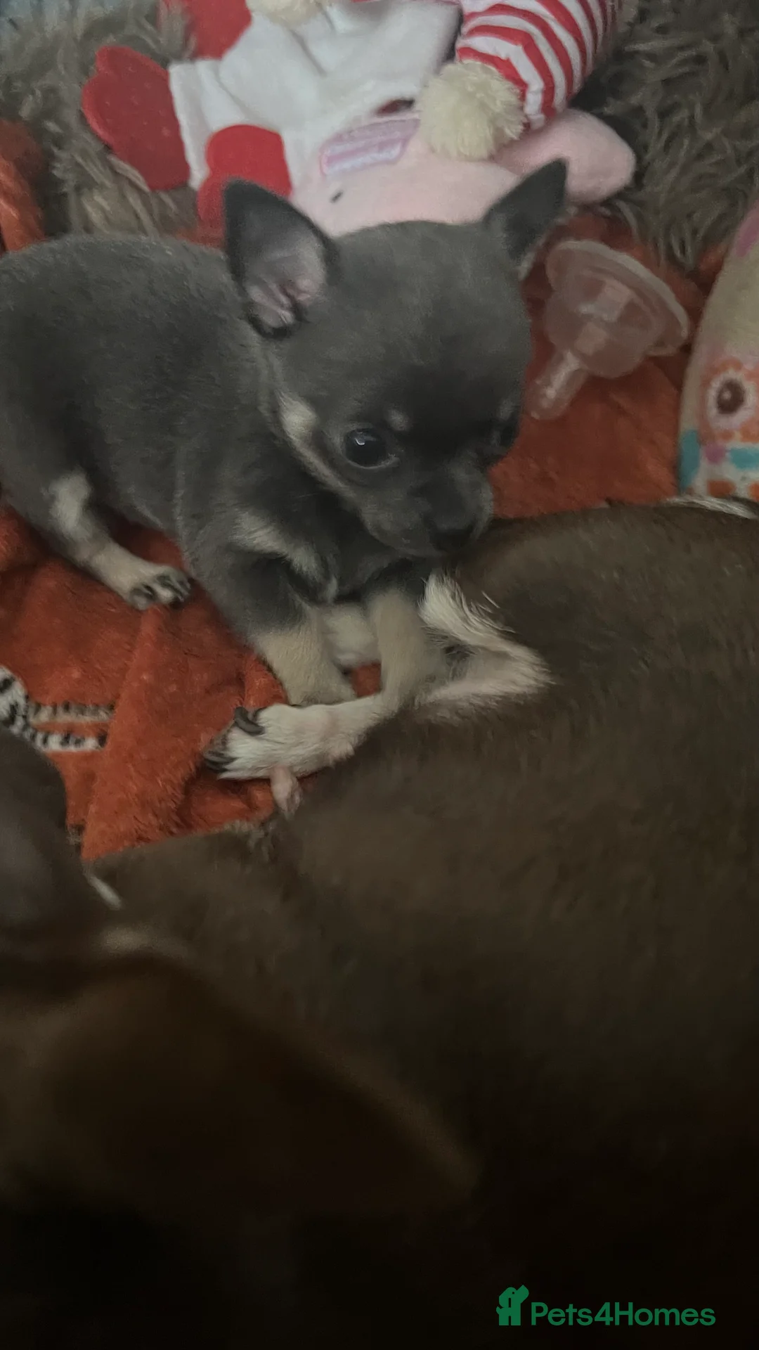 Chihuahua dogs for sale: KC Registered Blue and Tan little boy - Advert 2
