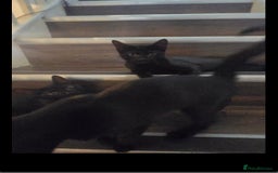 Bengal cats for sale: Bengal x Shorthair - Image 1