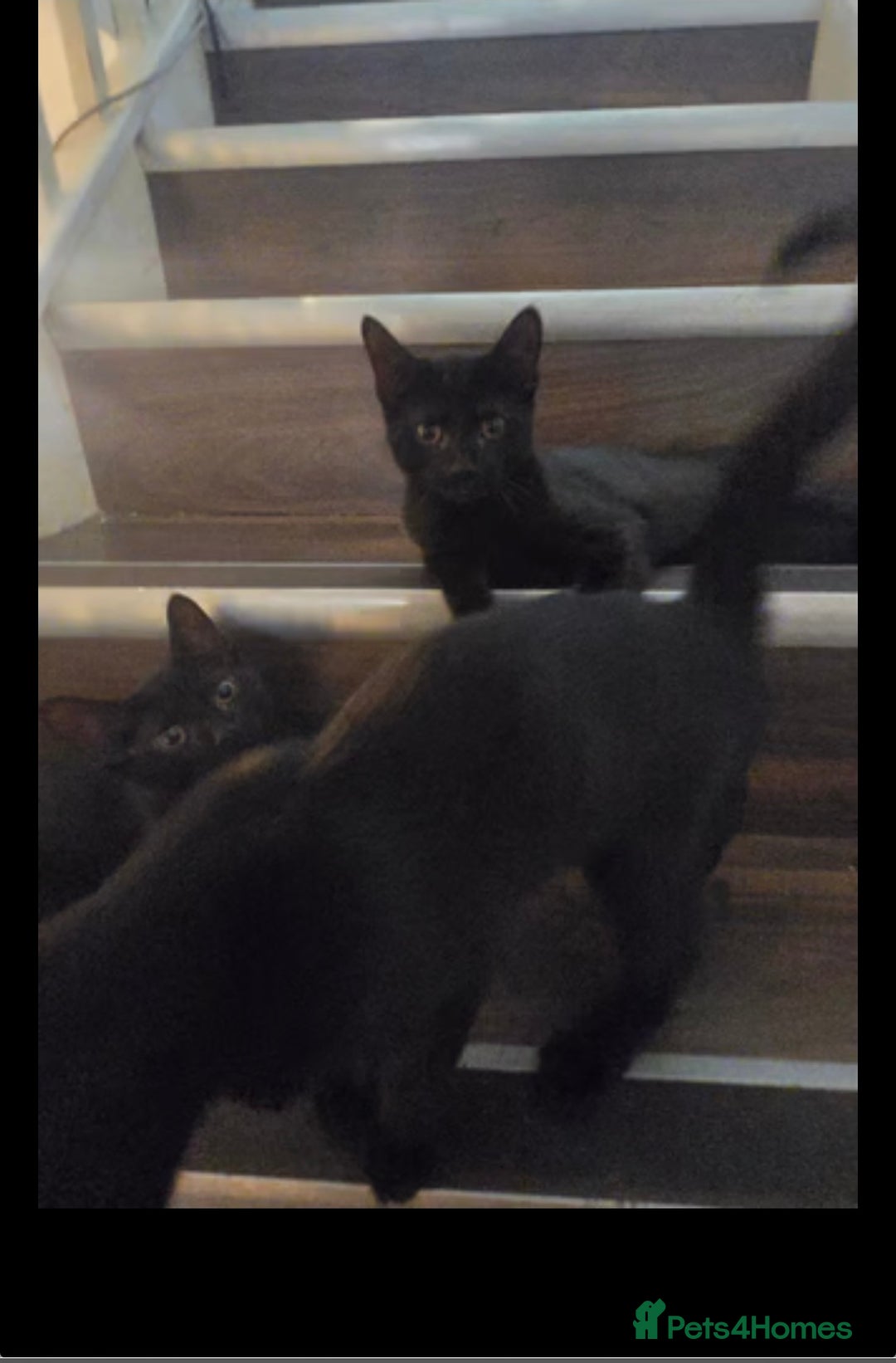 Bengal cats for sale: Bengal x Shorthair - Image 1