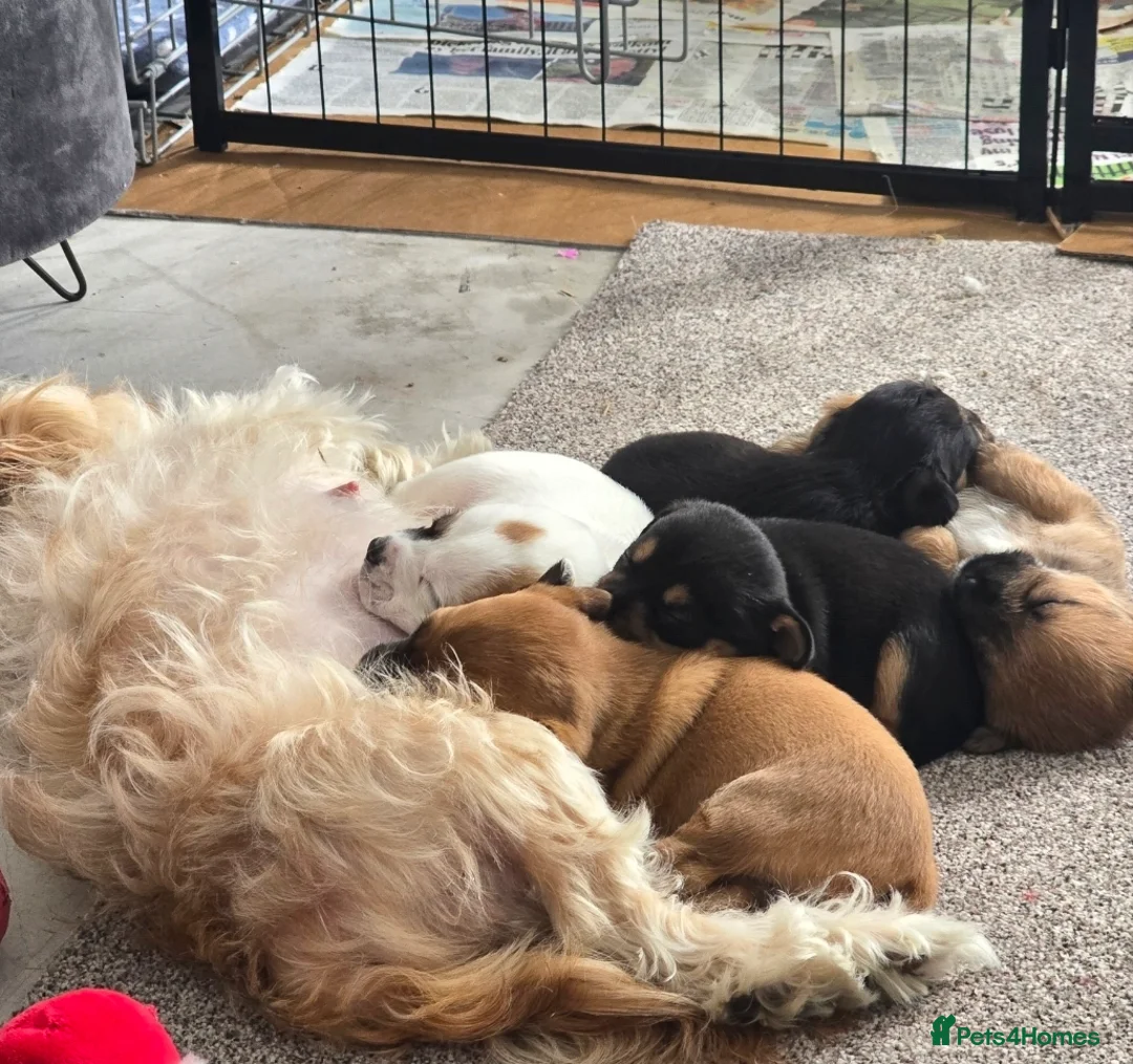 Mixed Breed dogs for sale: ShShih Tzu crossed Jack Russell in Tilbury - Advert 1