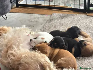 Mixed Breed dogs ShShih Tzu crossed Jack Russell - Advert 1