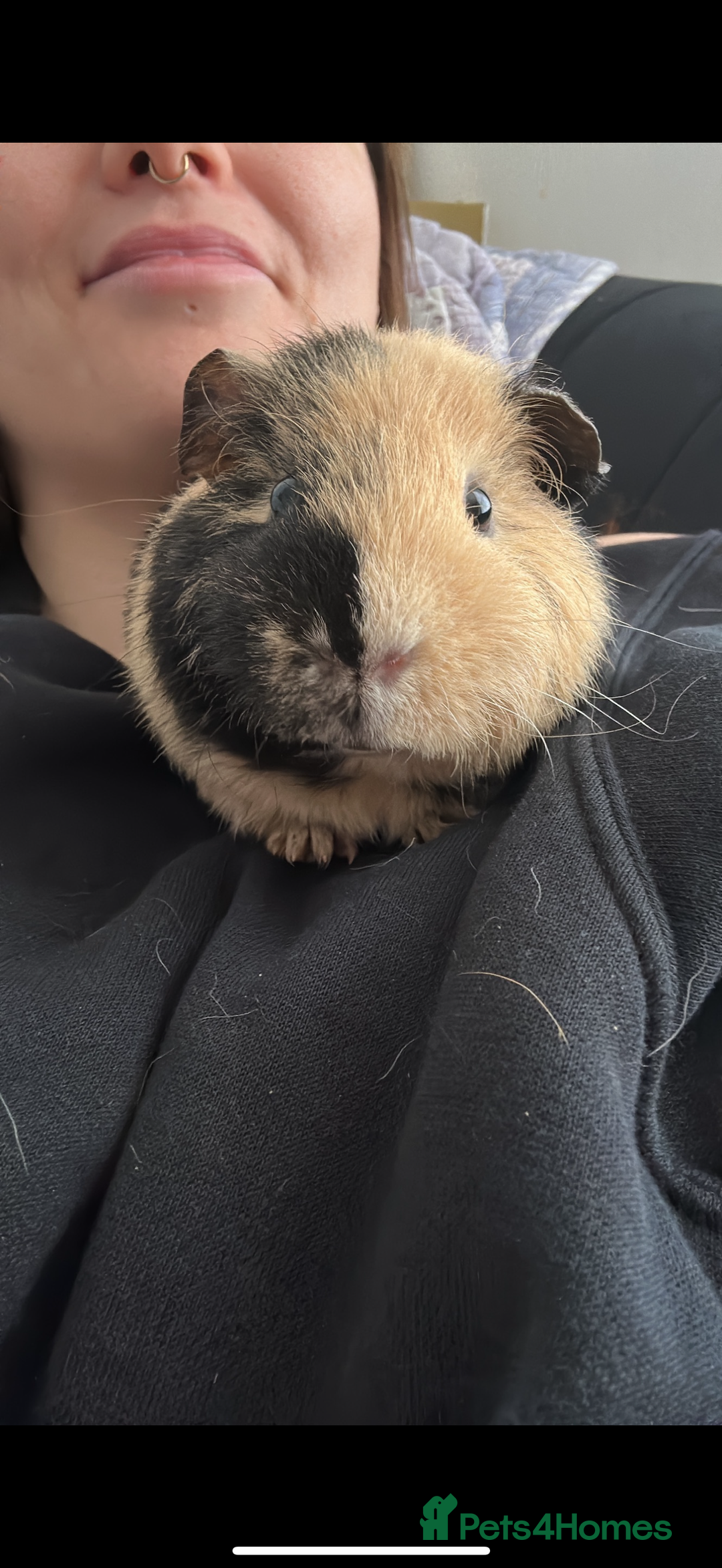 Guinea Pig rodents for sale: Sweet guinea pig boys for sad rehome  - Image 7