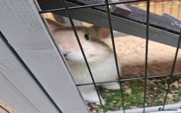 Mini Lop rabbits for sale: Baby minilop rabbit 9 weeks - Image 3