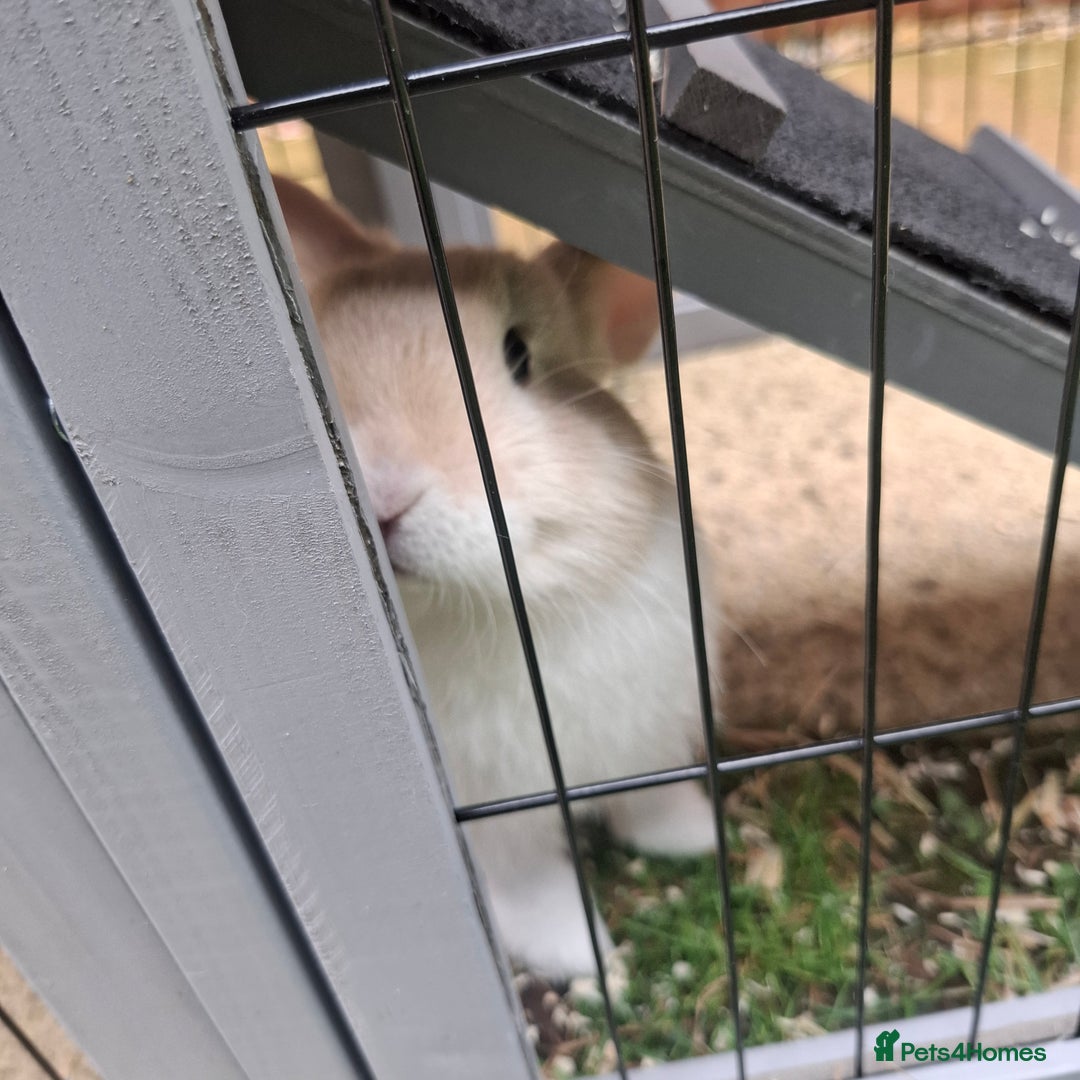 Mini Lop rabbits for sale: Baby minilop rabbit 9 weeks - Image 3