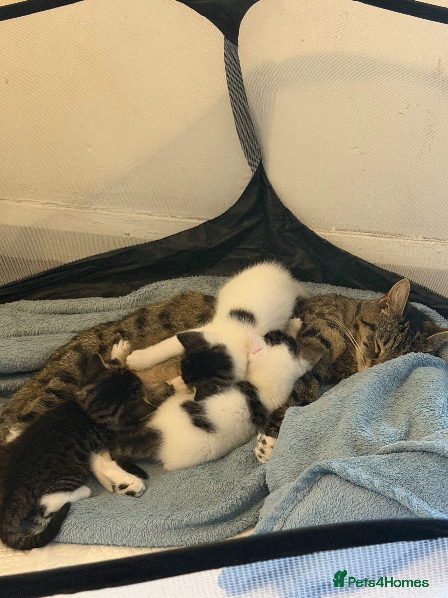 Mixed Breed cats 3 girls  - Advert 1