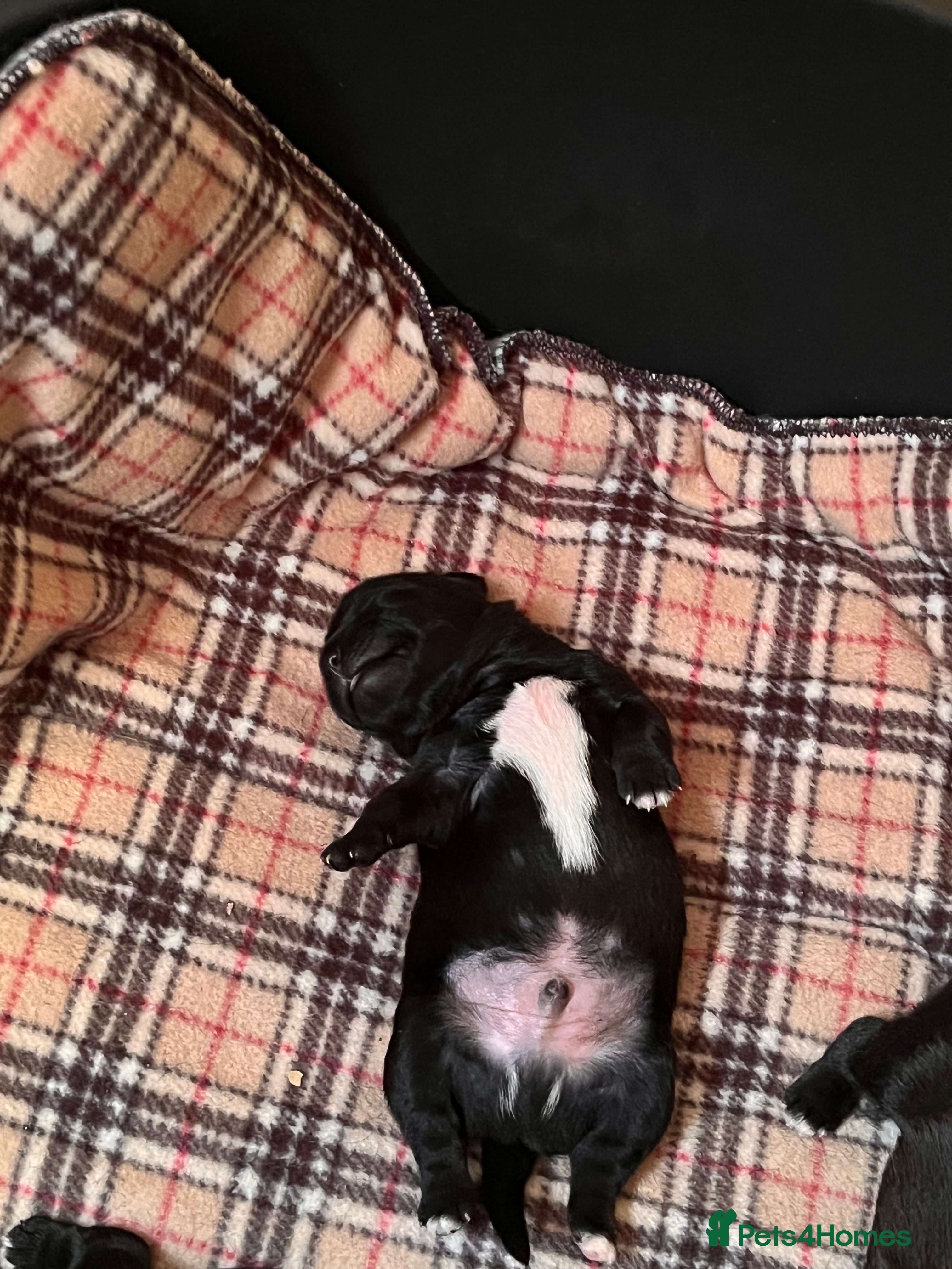 Mixed Breed dogs Patterdale x Lhasa apso puppies for sale  - Advert 2