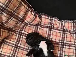 Mixed Breed dogs Patterdale x Lhasa apso puppies for sale - Advert 2