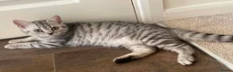 British Shorthair cats for sale: British Blue Shorthair Silver Tabby kittens - Advert 3