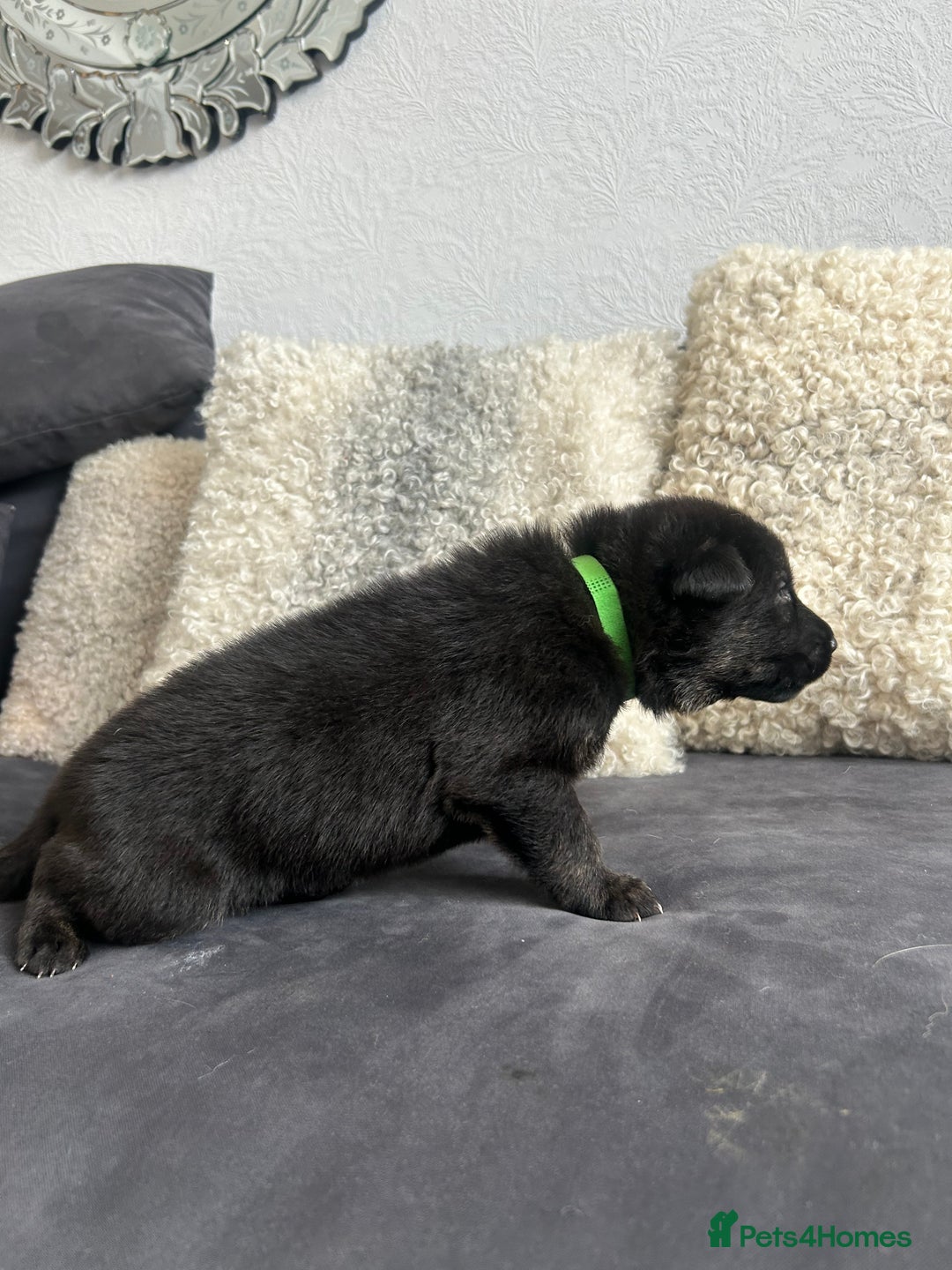 German Shepherd dogs for sale: ALFREDO  - Image 18