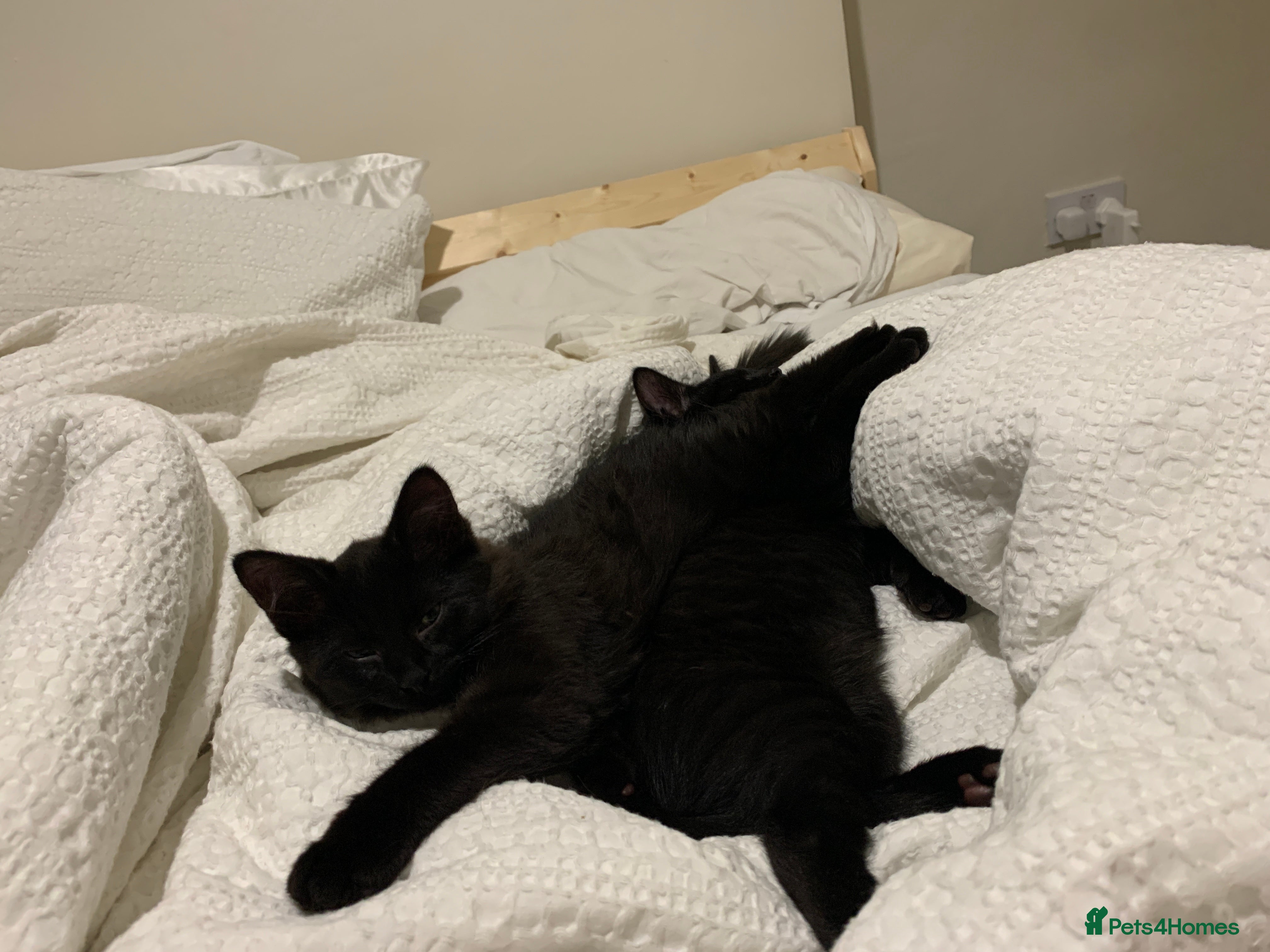 British Shorthair cats Beautiful British Shorthair Litter of 2 - Advert 1