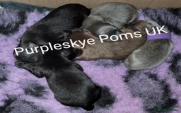 Pomeranian dogs for stud: Chocolate brown teddy faced pom proven stud - Image 7