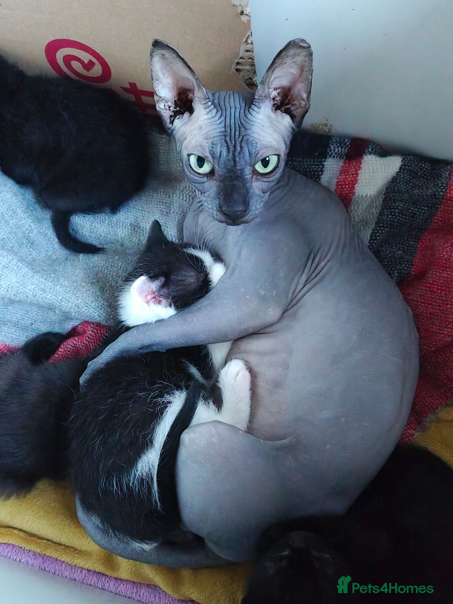 Mixed Breed cats Sphynx mix - Advert 1