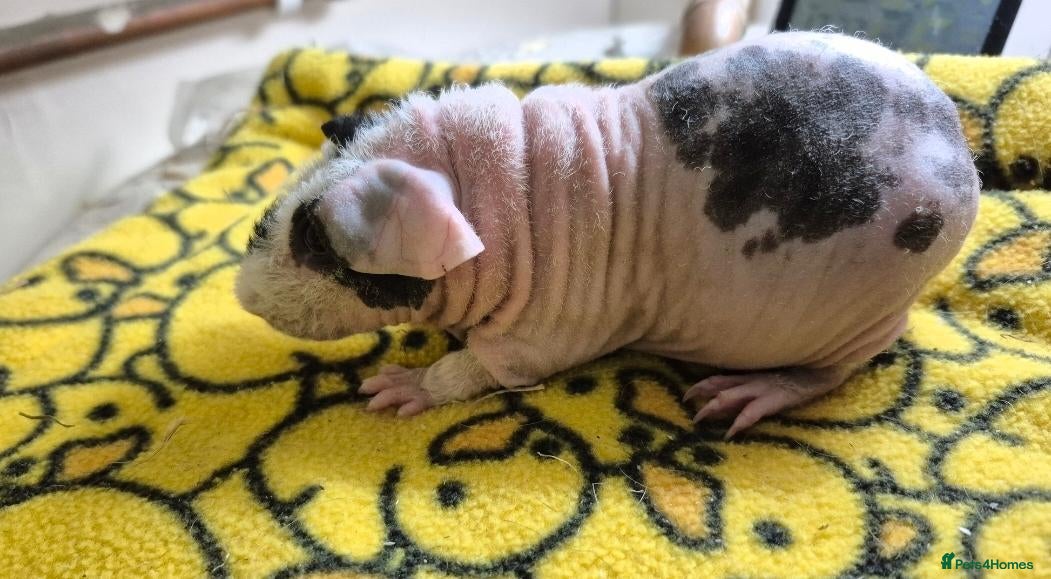 Guinea Pig rodents Boars available  - Advert 1
