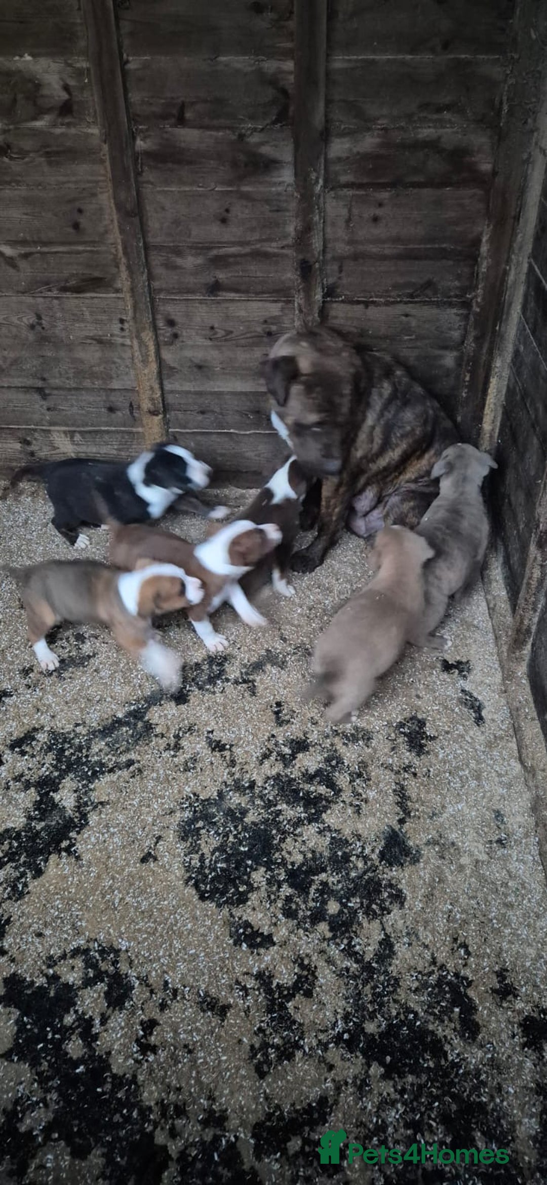 Mixed Breed dogs for sale: Mixed breed pups ready to leave - Advert 12