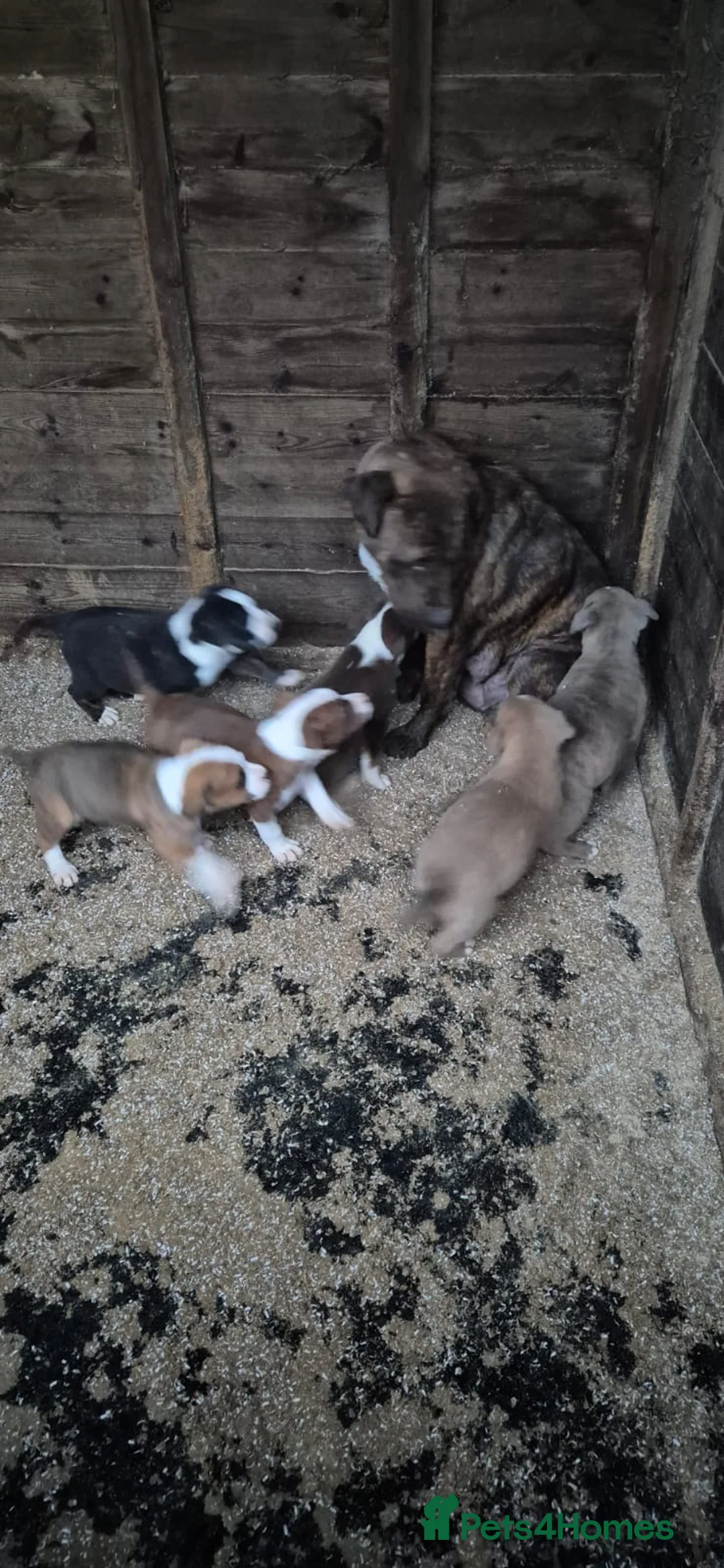 Mixed Breed dogs for sale: Mixed breed pups ready to leave - Advert 12