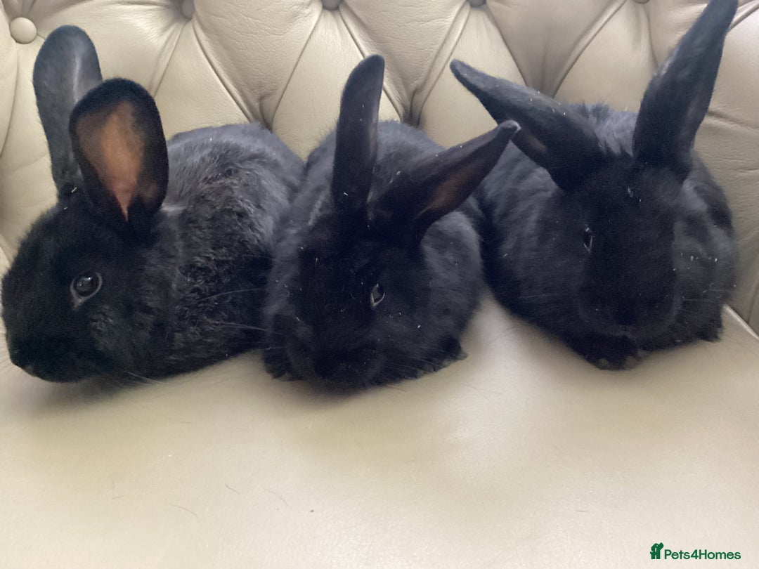 Flemish rabbits for sale: FLEMISH GIANT,CROSS - Advert 8