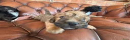 Mixed Breed dogs for sale: F1 Cairndoodle Puppies  - Advert 25