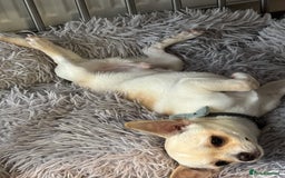 Chihuahua dogs for sale:  Adorable Chihuahua 15 weeks  Puppy  - Image 2