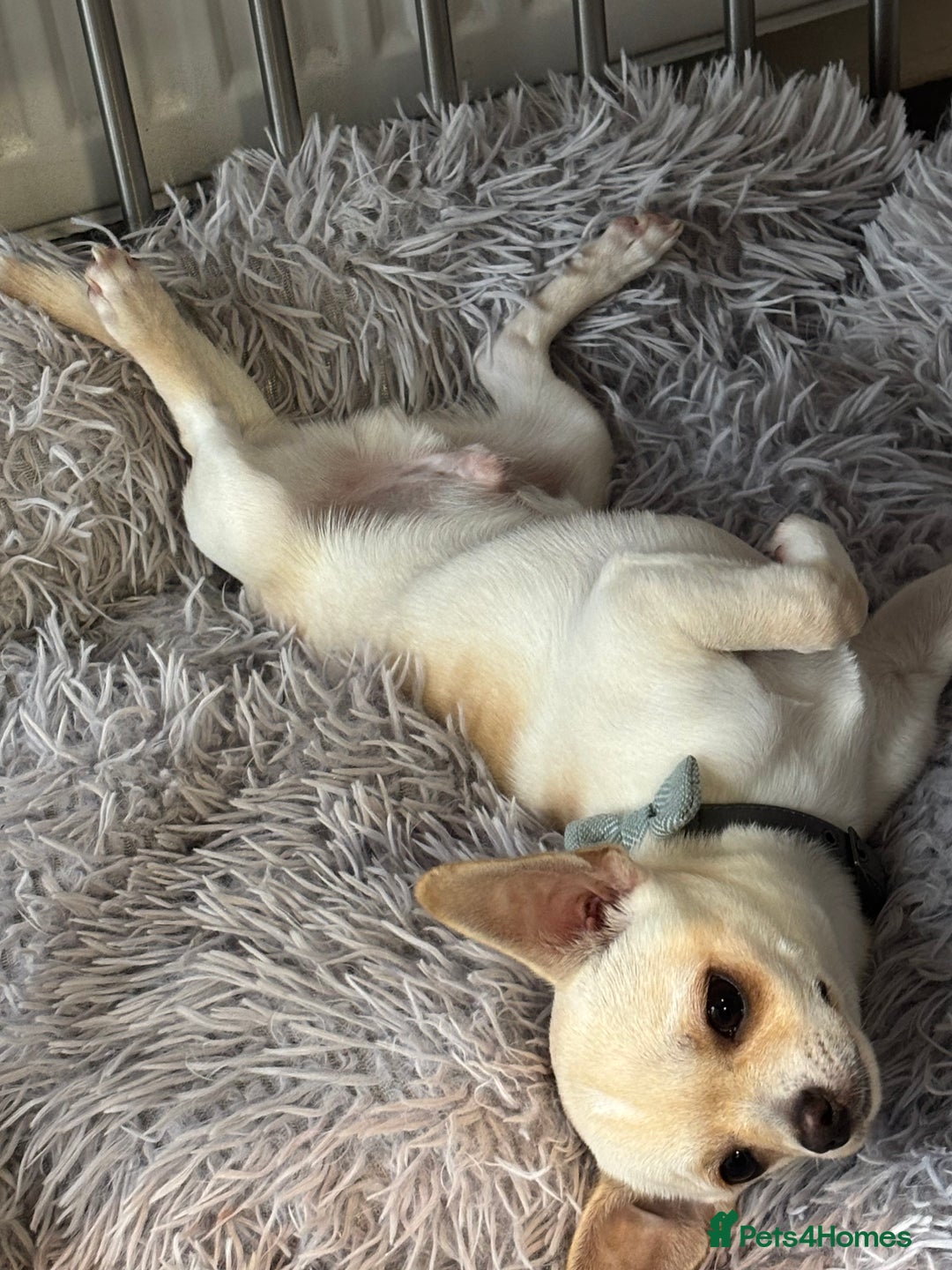 Chihuahua dogs for sale:  Adorable Chihuahua 15 weeks  Puppy  - Image 2