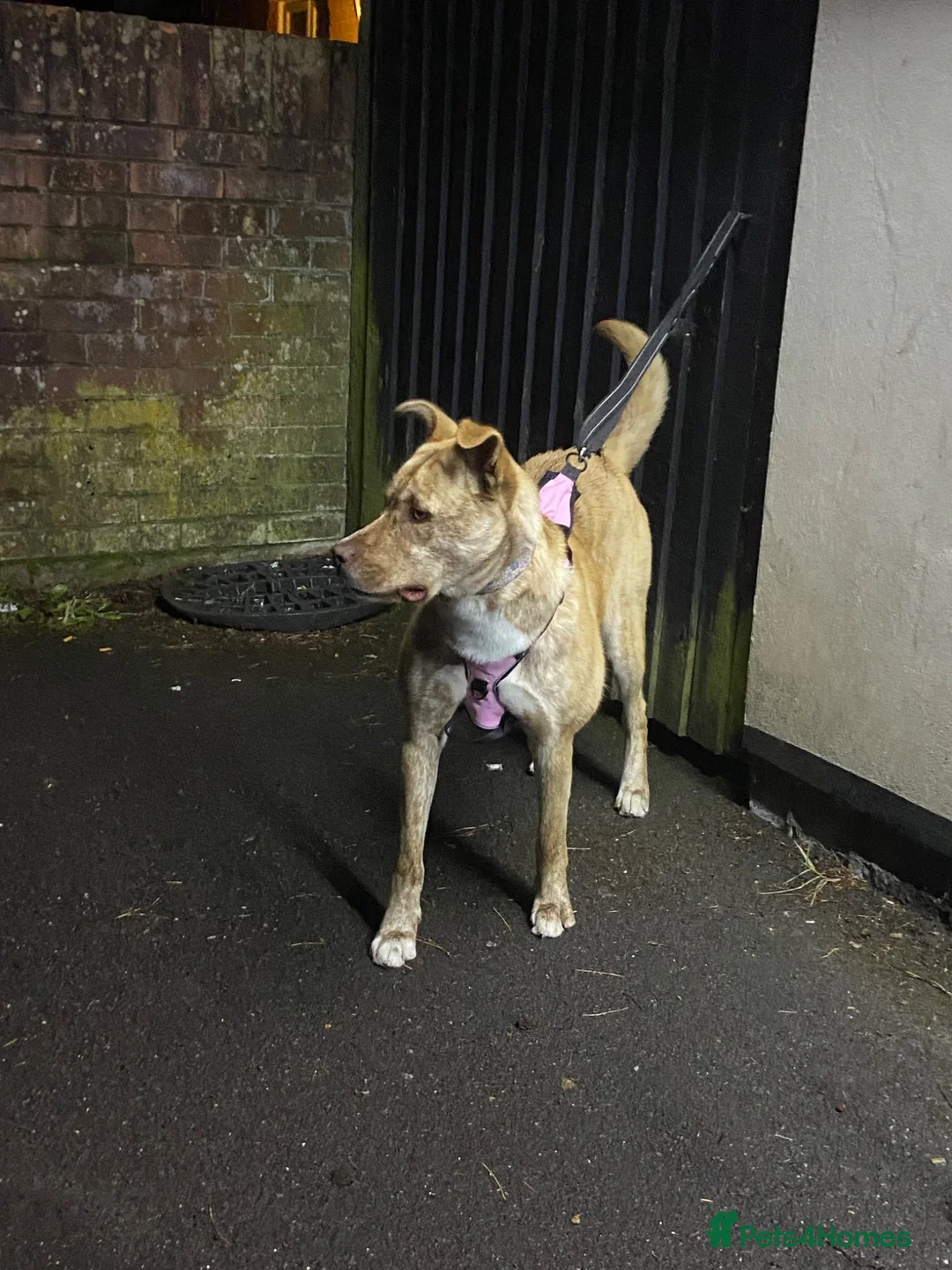 Mixed Breed dogs for sale: German shepherd mix breed  in Southampton - Advert 1