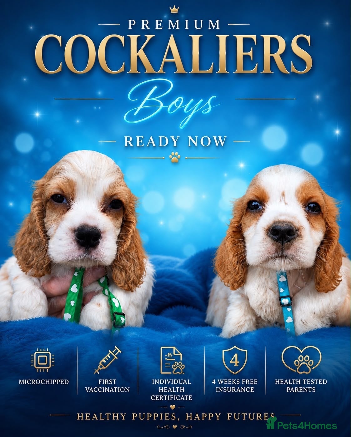 Cockalier dogs Cockaliers READY NOW 2 BOYS  - Advert 1
