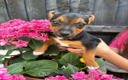 Jack Russell dogs for sale: 2 beautiful Jack Russell puppy girls left  - Image 12