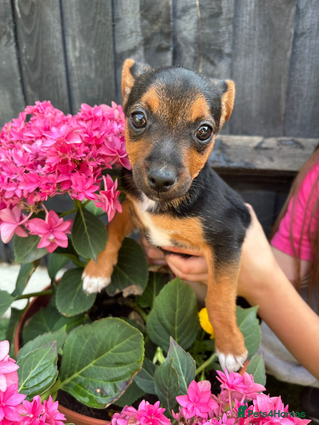 Jack Russell dogs for sale: 2 beautiful Jack Russell puppy girls left  - Image 12