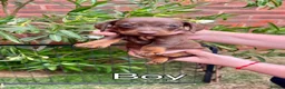 Miniature Dachshund dogs for sale: 4 Miniature Dachshund Puppies in Wellingborough - Advert 4