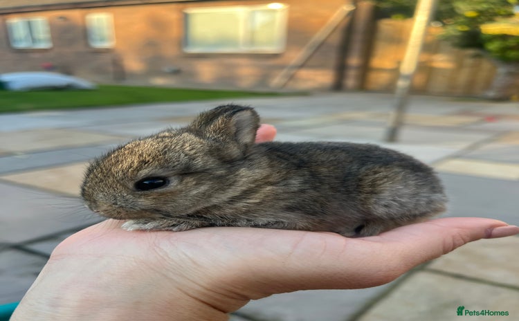 Mixed Breed rabbits - Advert 4
