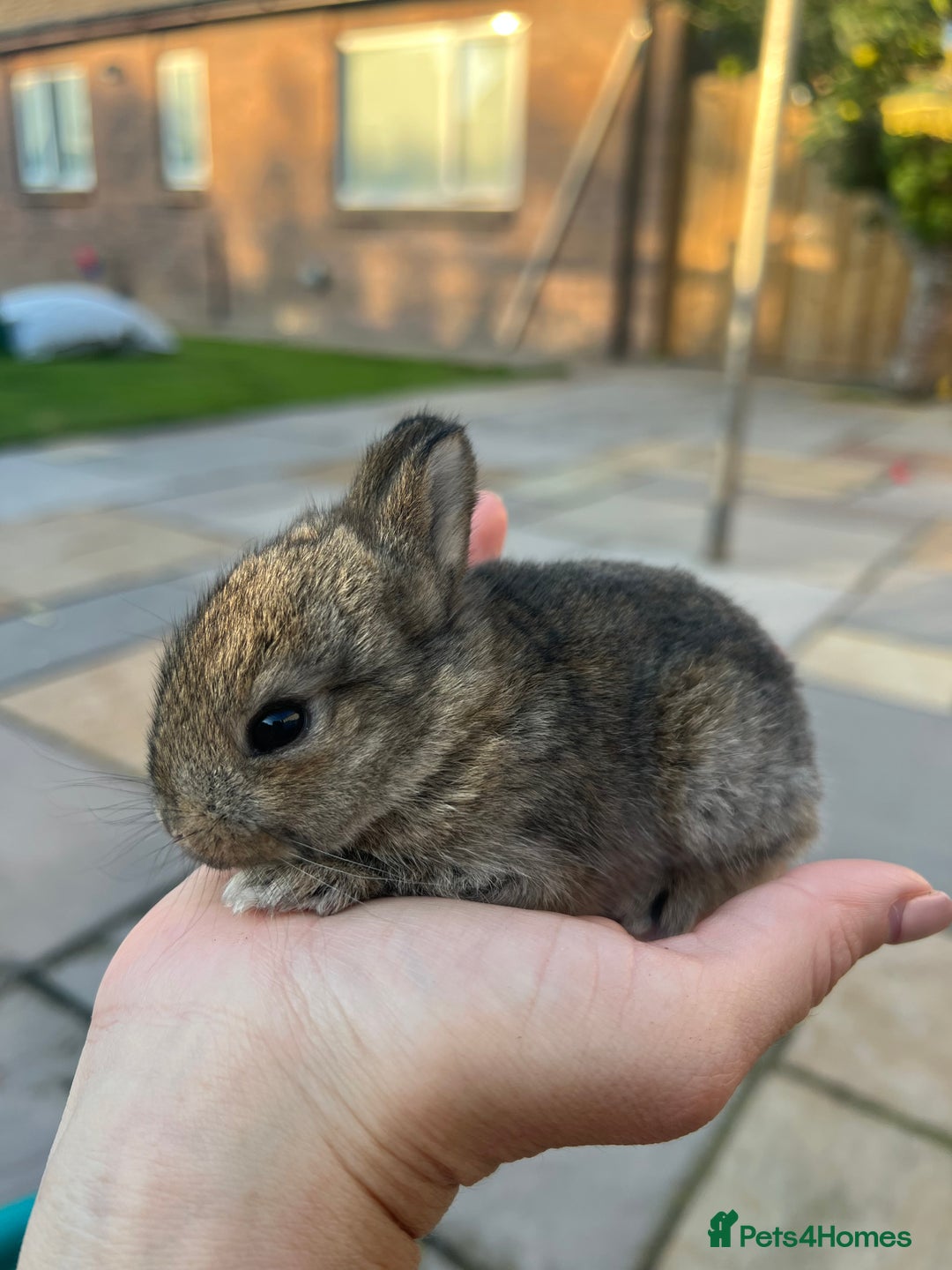 Mixed Breed rabbits for sale: Mini lop X bunnies - Image 1