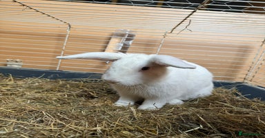 Rex rabbits - Advert 9