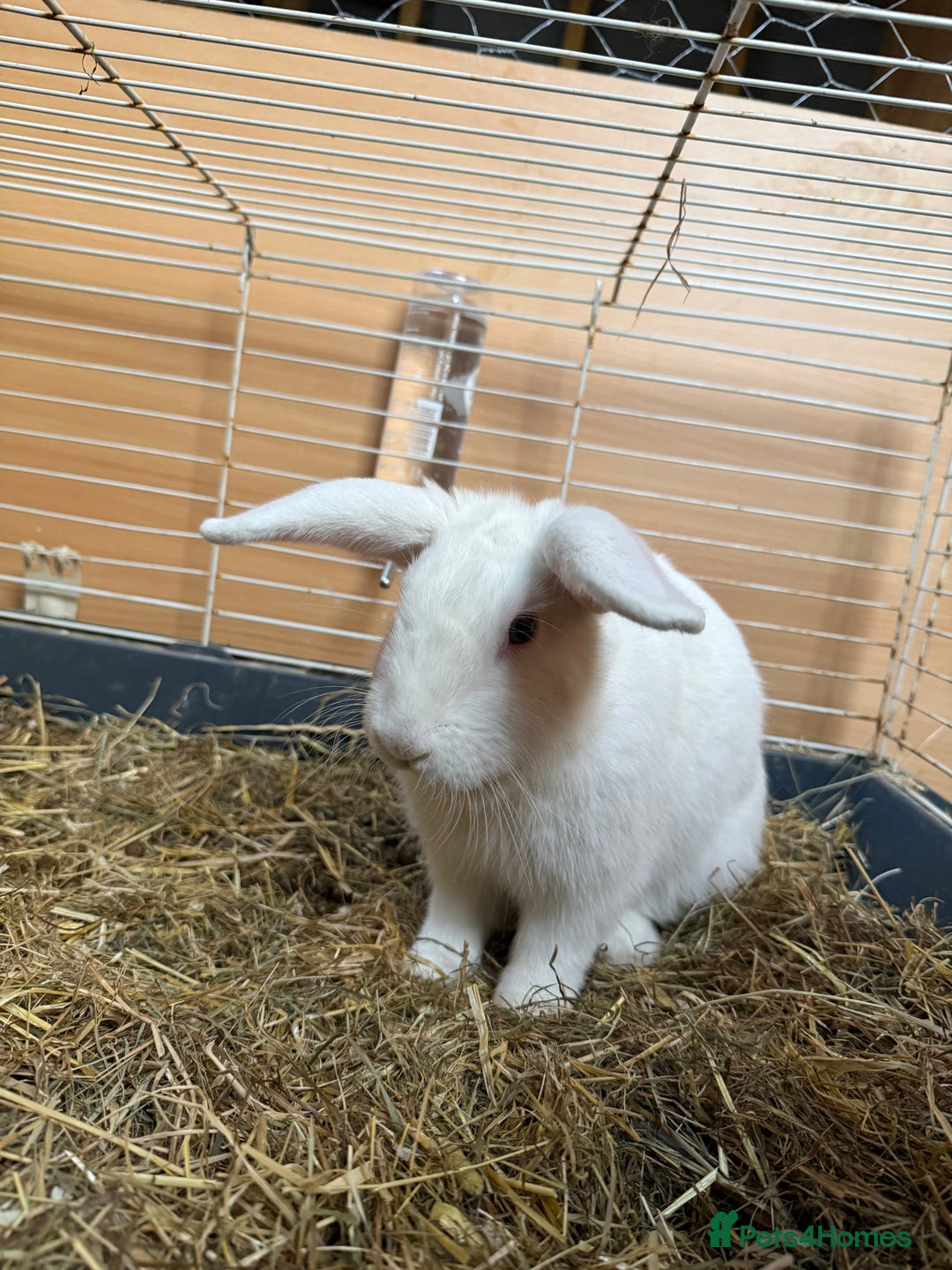 Rex rabbits for sale: Male Rex rabbit - Image 2